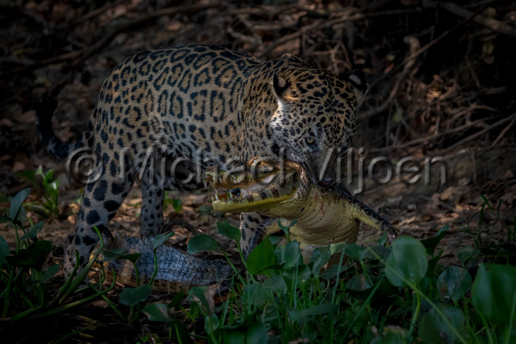 Jaguars Photography